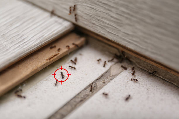 Best Pest Control for Homes  in Berryville, VA