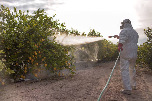 Best Ant Control Services  in Berryville, VA