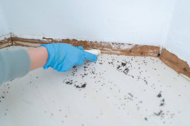 Best Local Pest Control Services  in Berryville, VA