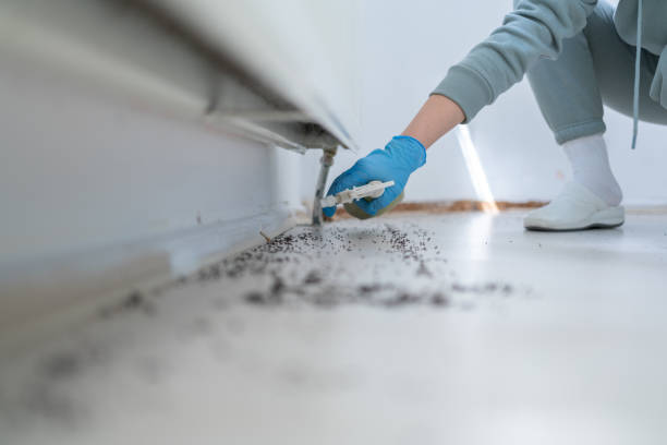 Best Flea Control Services  in Berryville, VA